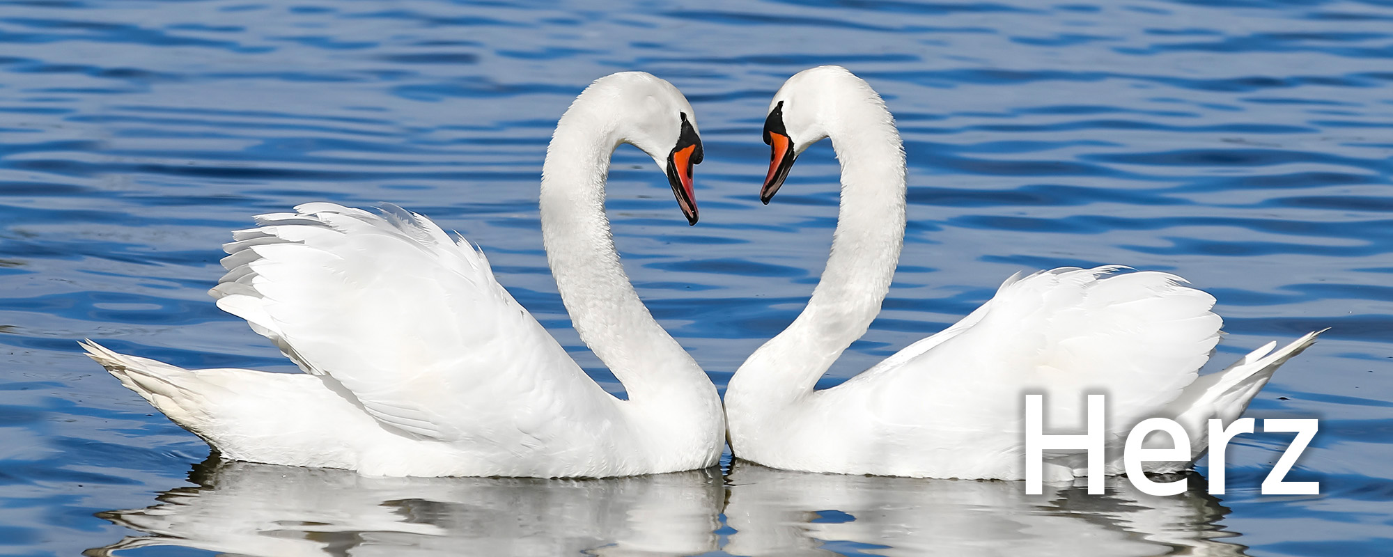 Herz / Seele / Psyche